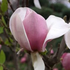 Magnolia Soulangeana -Garden Plants Sales 510156 2