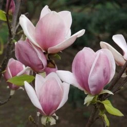 Magnolia Soulangeana -Garden Plants Sales 510156 3