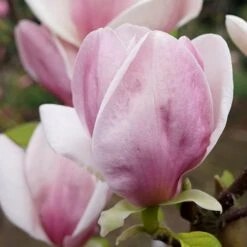 Magnolia Soulangeana -Garden Plants Sales 510156 4