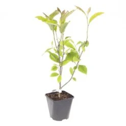 Magnolia Soulangeana -Garden Plants Sales 510156 5