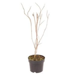 Magnolia Soulangeana -Garden Plants Sales 510156 6