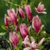 Magnolia 'Susan' -Garden Plants Sales 510157
