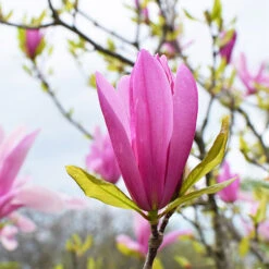 Magnolia 'Susan' -Garden Plants Sales 510157 2