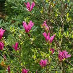 Magnolia 'Susan' -Garden Plants Sales 510157 3