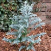 Eucalyptus Gunnii 'Azura' -Garden Plants Sales 510161