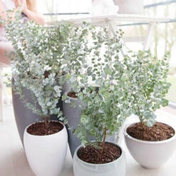 Eucalyptus Gunnii 'Azura' -Garden Plants Sales 510161 2