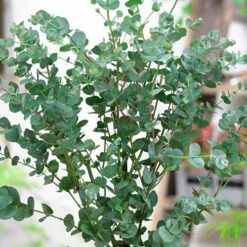Eucalyptus Gunnii 'Azura' -Garden Plants Sales 510161 3