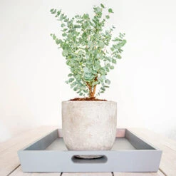 Eucalyptus Gunnii 'Azura' -Garden Plants Sales 510161 4