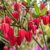 Chilean Lantern Tree (Crinodendron Hookerianum) 2 Chilean Lantern Tree (Crinodendron Hookerianum) -Garden Plants Sales 510165