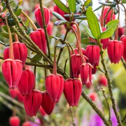 Chilean Lantern Tree (Crinodendron Hookerianum)