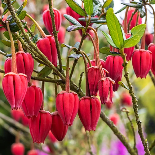 Chilean Lantern Tree (Crinodendron Hookerianum) 3 Chilean Lantern Tree (Crinodendron Hookerianum)