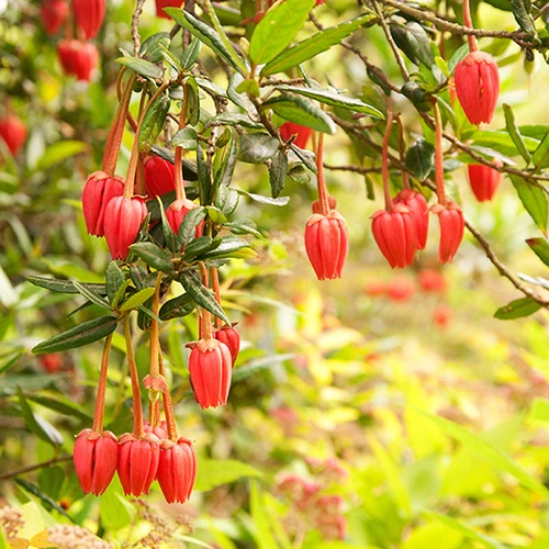 Chilean Lantern Tree (Crinodendron Hookerianum) 4 Chilean Lantern Tree (Crinodendron Hookerianum) - Image 2