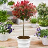 Standard Photinia 'Red Robin' Tree -Garden Plants Sales 510183