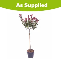 Standard Photinia 'Red Robin' Tree -Garden Plants Sales 510183 4