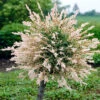Flamingo Willow Salix 'Hakuro-nishiki' Tree -Garden Plants Sales 510192
