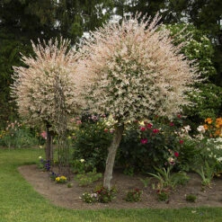 Flamingo Willow Salix 'Hakuro-nishiki' Tree -Garden Plants Sales 510192 2
