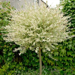 Flamingo Willow Salix 'Hakuro-nishiki' Tree -Garden Plants Sales 510192 4