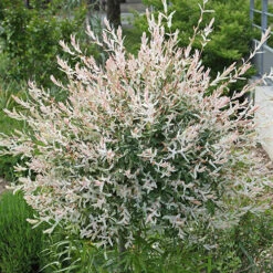 Flamingo Willow Salix 'Hakuro-nishiki' Tree -Garden Plants Sales 510192 5