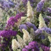 Tricolour Buddleia Butterfly Bush -Garden Plants Sales 510198