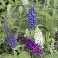 Tricolour Buddleia Butterfly Bush -Garden Plants Sales 510198 2