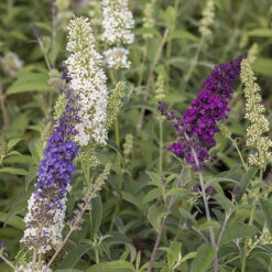 Tricolour Buddleia Butterfly Bush -Garden Plants Sales 510198 3