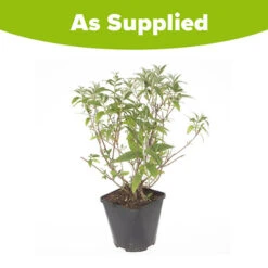 Tricolour Buddleia Butterfly Bush -Garden Plants Sales 510198 5