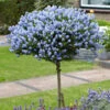 Hardy Ceanothus Standard Californian Lilac Tree -Garden Plants Sales 510199