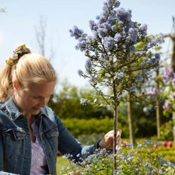 Hardy Ceanothus Standard Californian Lilac Tree -Garden Plants Sales 510199 2