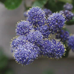 Hardy Ceanothus Standard Californian Lilac Tree -Garden Plants Sales 510199 3