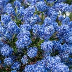 Hardy Ceanothus Standard Californian Lilac Tree -Garden Plants Sales 510199 4