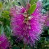 Callistemon Viminalis 'Hot Pink' 1 Callistemon Viminalis 'Hot Pink' -Garden Plants Sales 510237