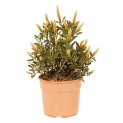 Callistemon Viminalis 'Hot Pink' -Garden Plants Sales 510237 2