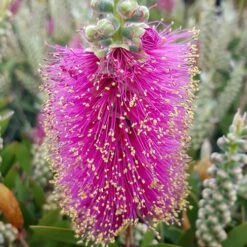 Callistemon Viminalis 'Hot Pink' -Garden Plants Sales 510237 3