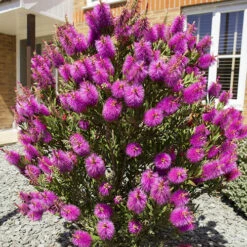 Callistemon Viminalis 'Hot Pink' -Garden Plants Sales 510237 4