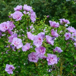 Hibiscus 'Chiffon Lavender' -Garden Plants Sales 510272 2