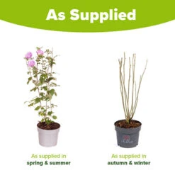 Hibiscus 'Chiffon Lavender' -Garden Plants Sales 510272 3