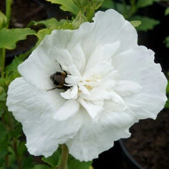 Hibiscus Syriacus 'White Chiffon' -Garden Plants Sales 510273 1