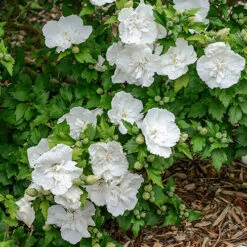 Hibiscus Syriacus 'White Chiffon' -Garden Plants Sales 510273 2