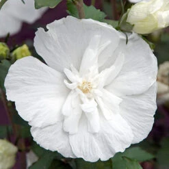 Hibiscus Syriacus 'White Chiffon' -Garden Plants Sales 510273 3