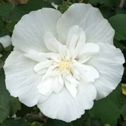 Hibiscus Syriacus 'White Chiffon' -Garden Plants Sales 510273 5