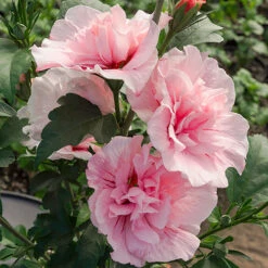 Hibiscus 'Chiffon Pink' 8 Hibiscus 'Chiffon Pink' -Garden Plants Sales 510274 2