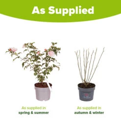 Hibiscus 'Chiffon Pink' 9 Hibiscus 'Chiffon Pink' -Garden Plants Sales 510274 3