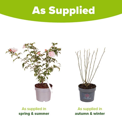 Hibiscus 'Chiffon Pink' 6 Hibiscus 'Chiffon Pink' - Image 4