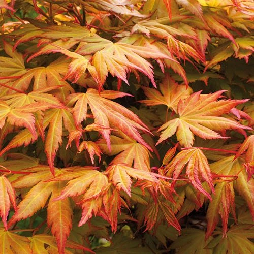 Acer Palmatum 'Orange Dream' 3 Acer Palmatum 'Orange Dream'