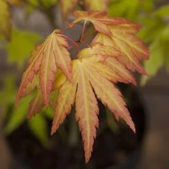 Acer Palmatum 'Orange Dream' 9 Acer Palmatum 'Orange Dream' -Garden Plants Sales 510282 2