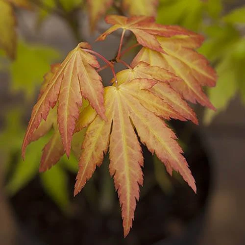 Acer Palmatum 'Orange Dream' 5 Acer Palmatum 'Orange Dream' - Image 3