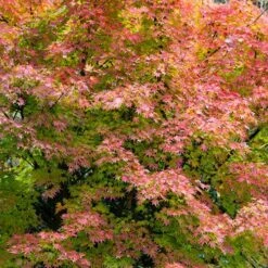Acer Palmatum 'Orange Dream' 10 Acer Palmatum 'Orange Dream' -Garden Plants Sales 510282 3
