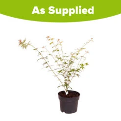 Acer Palmatum 'Orange Dream' 11 Acer Palmatum 'Orange Dream' -Garden Plants Sales 510282 4