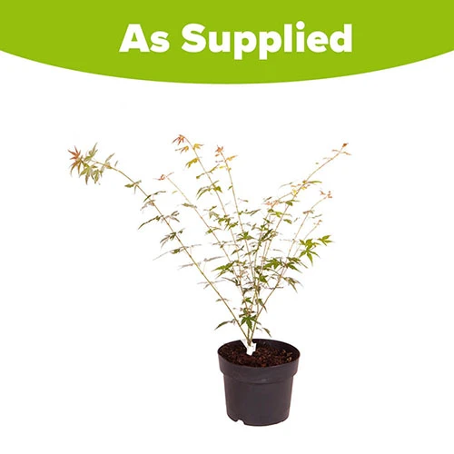 Acer Palmatum 'Orange Dream' 7 Acer Palmatum 'Orange Dream' - Image 5