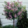 Lilac Syringa Palibin Standard 2 Lilac Syringa Palibin Standard -Garden Plants Sales 510317